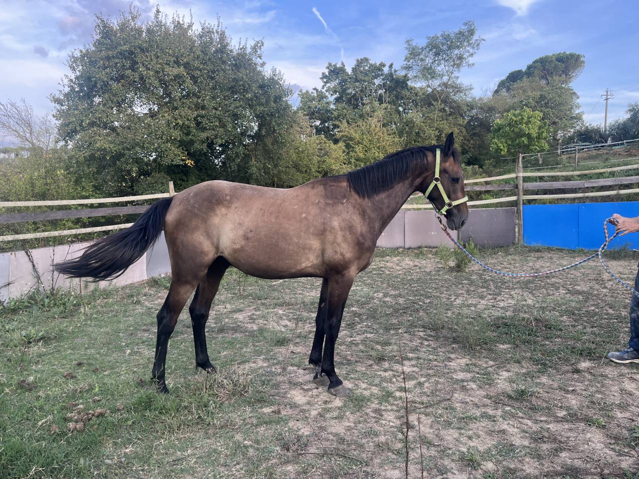 PULEDRO SELLA ITALIANO linea salto ostacoli