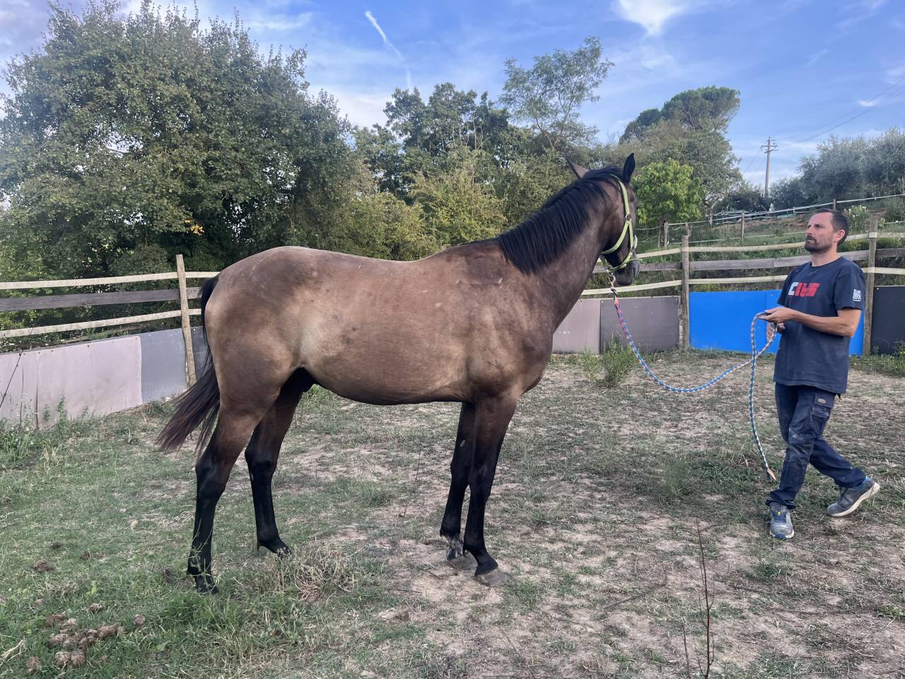 PULEDRO SELLA ITALIANO linea salto ostacoli