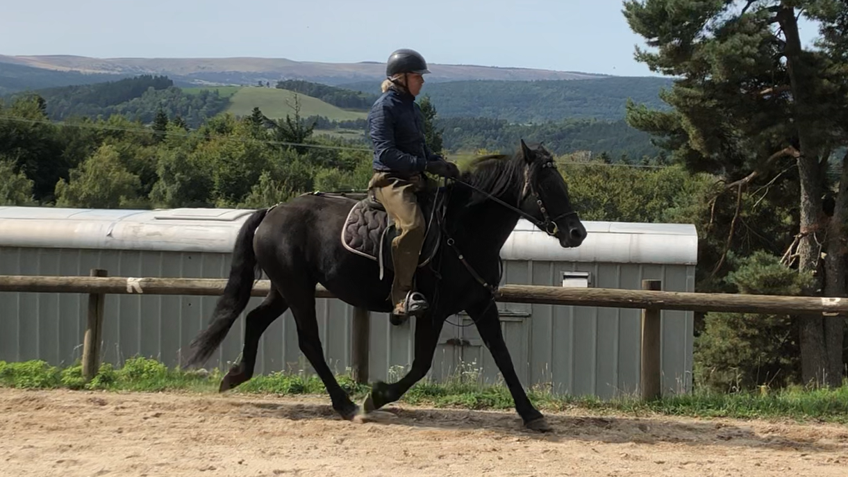 Cavalla Mérens In vendita 2021 Nero