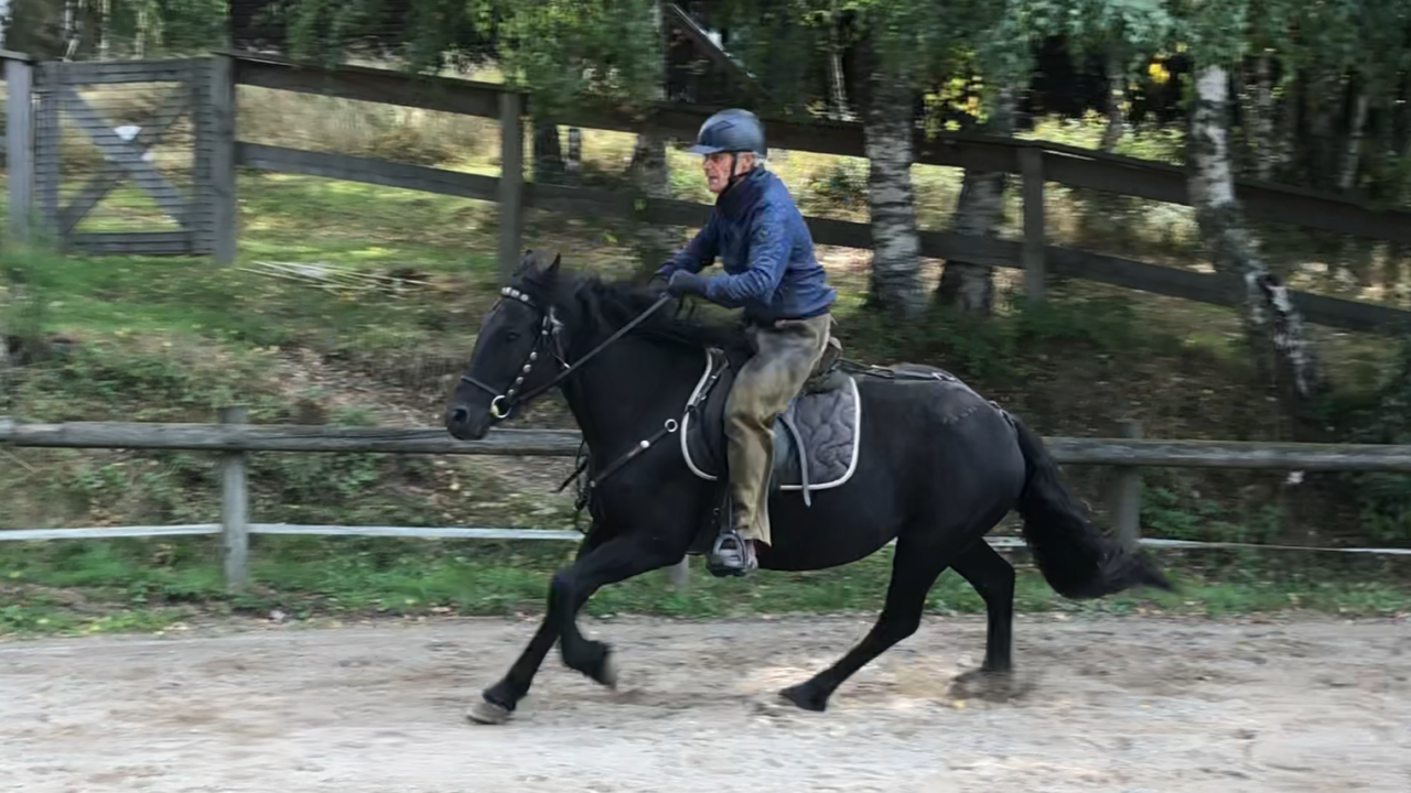 Cavalla Mérens In vendita 2021 Nero