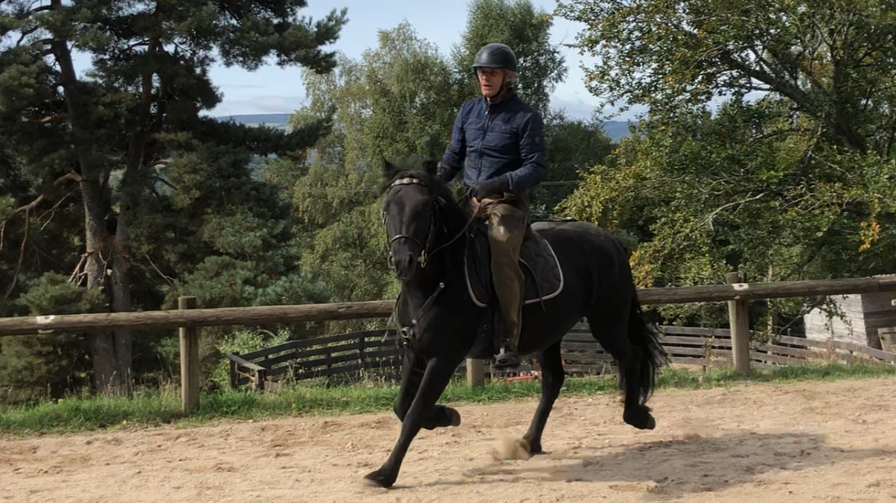 Cavalla Mérens In vendita 2021 Nero