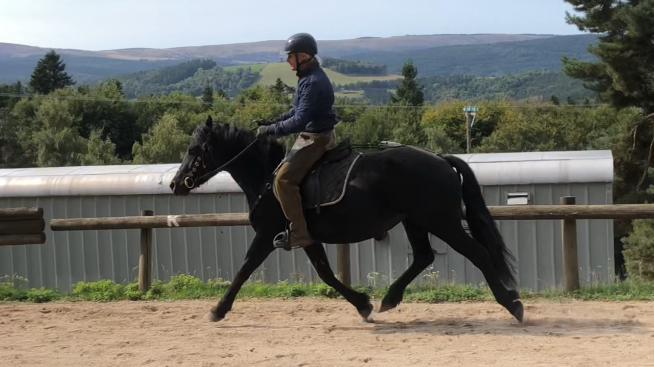 Cavalla Mérens In vendita 2021 Nero