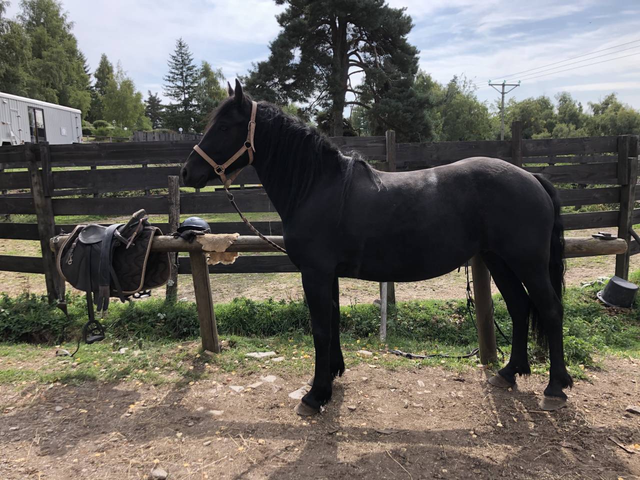 Cavalla Mérens In vendita 2021 Nero