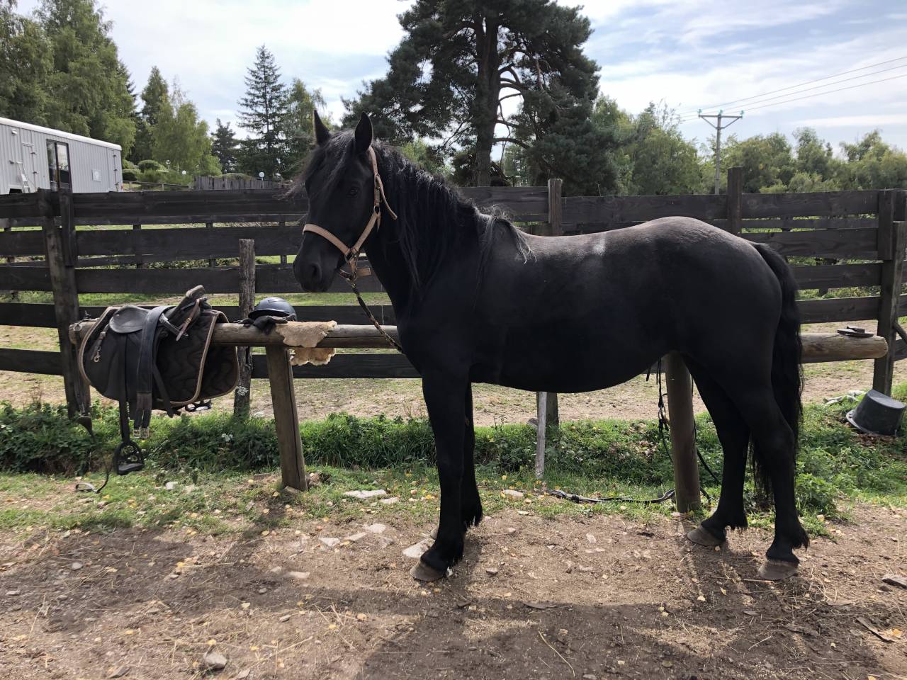 Cavalla Mérens In vendita 2021 Nero