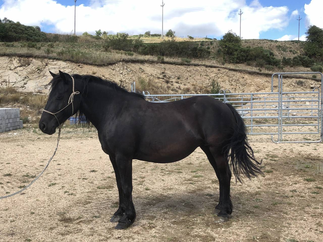 Cavalla Mérens In vendita 2016 Nero