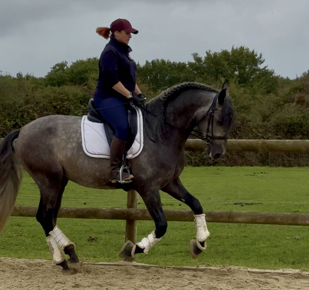 Intero PRE Andaluso In vendita 2020 Grigio ,  GANAPANES