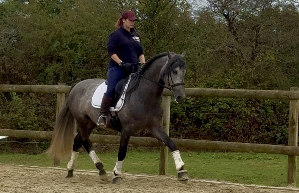 Intero PRE Andaluso In vendita 2020 Grigio ,  GANAPANES