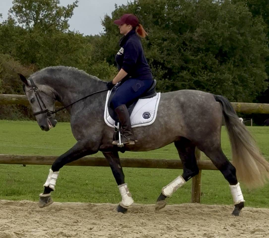 Intero PRE Andaluso In vendita 2020 Grigio ,  GANAPANES