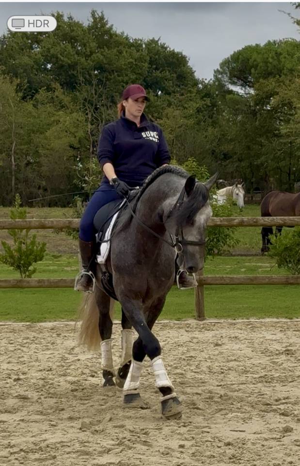 Intero PRE Andaluso In vendita 2020 Grigio ,  GANAPANES