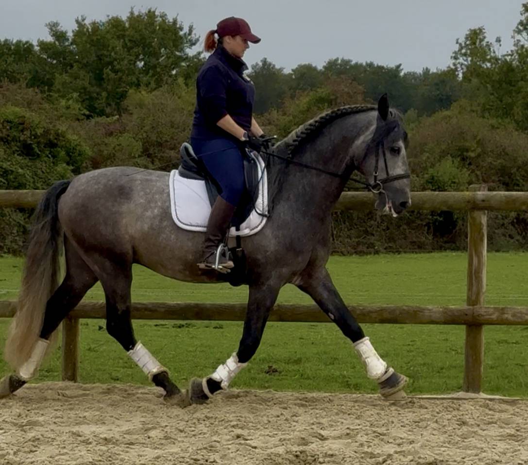 Intero PRE Andaluso In vendita 2020 Grigio ,  GANAPANES