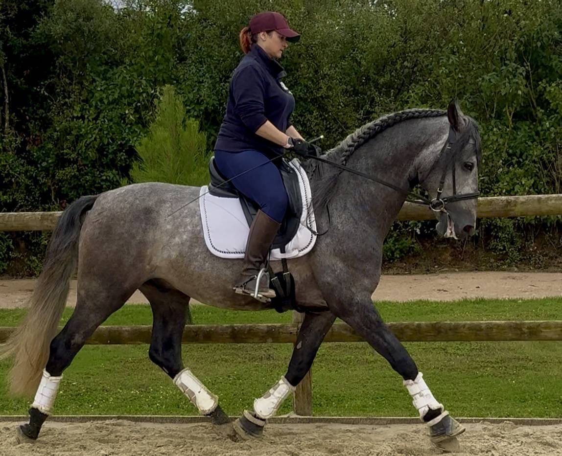 Intero PRE Andaluso In vendita 2020 Grigio ,  GANAPANES