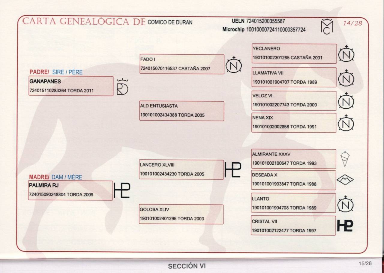 Intero PRE Andaluso In vendita 2020 Grigio ,  GANAPANES