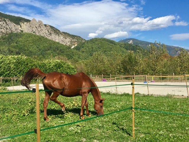 Propriet&agrave; equestre In vendita 