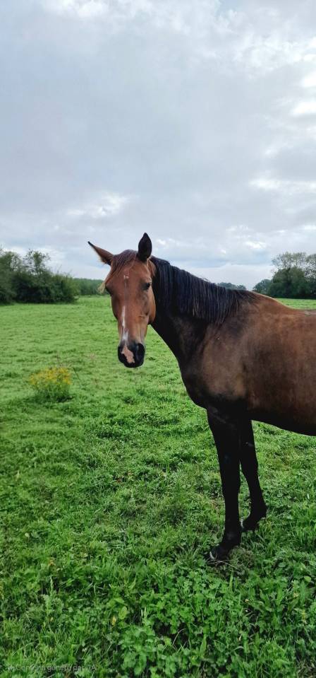 Cavalla Sella Francese In vendita 2017 Baio