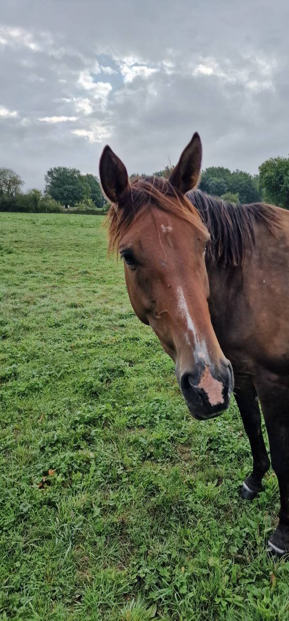 Cavalla Sella Francese In vendita 2017 Baio