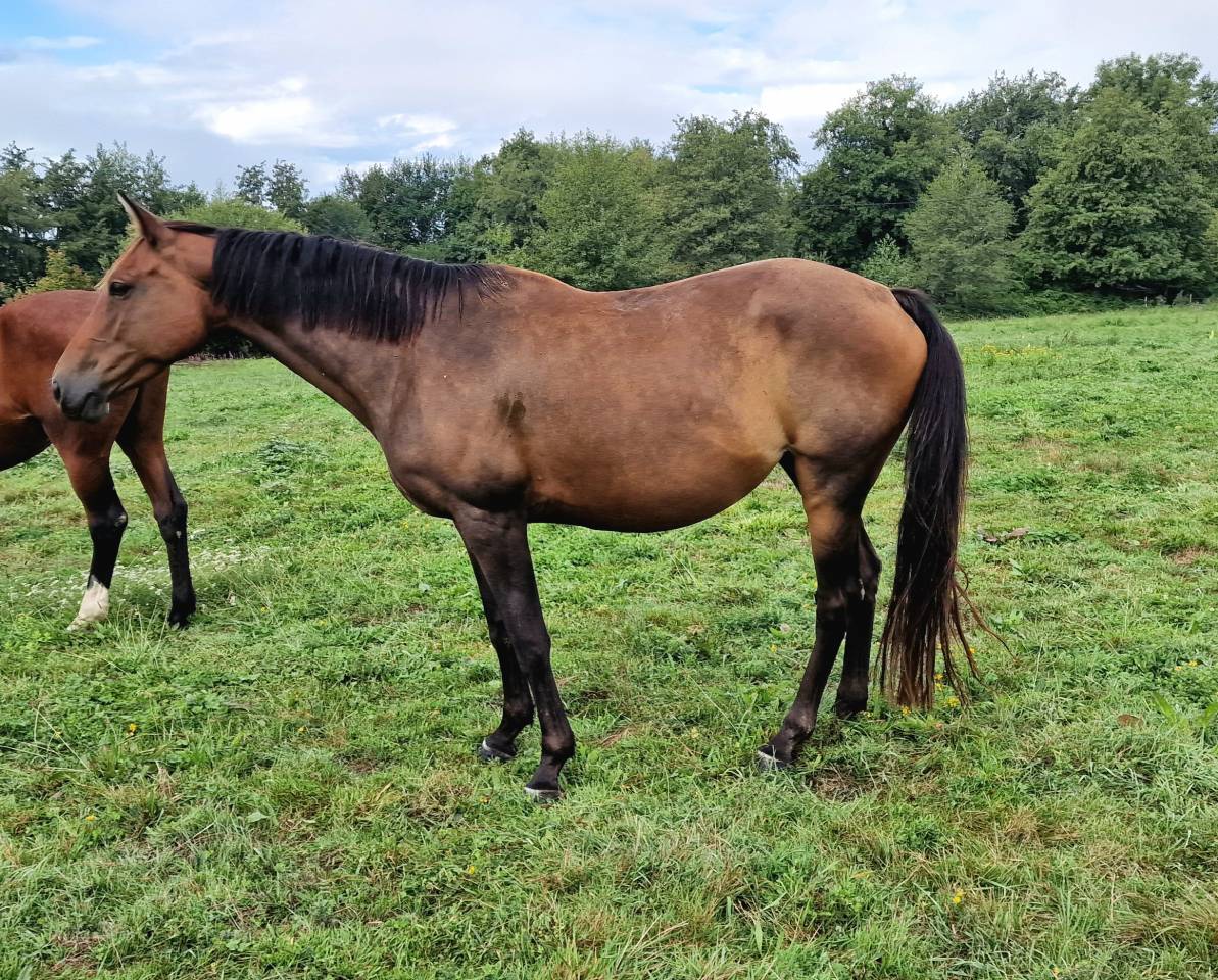 Cavalla Sella Francese In vendita 2017 Baio