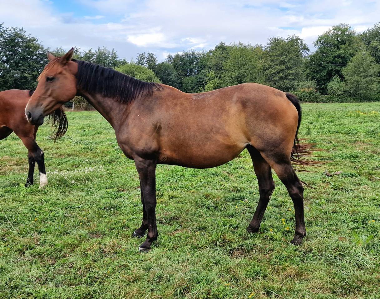 Cavalla Sella Francese In vendita 2017 Baio