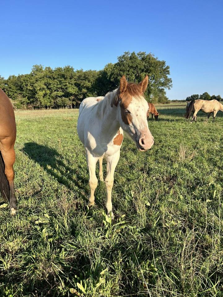 Puledra Paint Horse In vendita 2025 Tovero ,  Power Double Chex