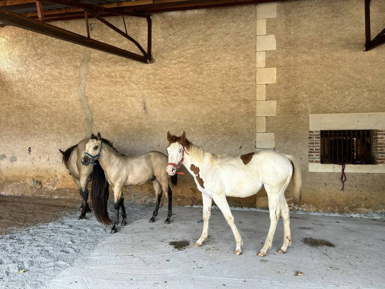 Puledra Paint Horse In vendita 2025 Tovero ,  Power Double Chex