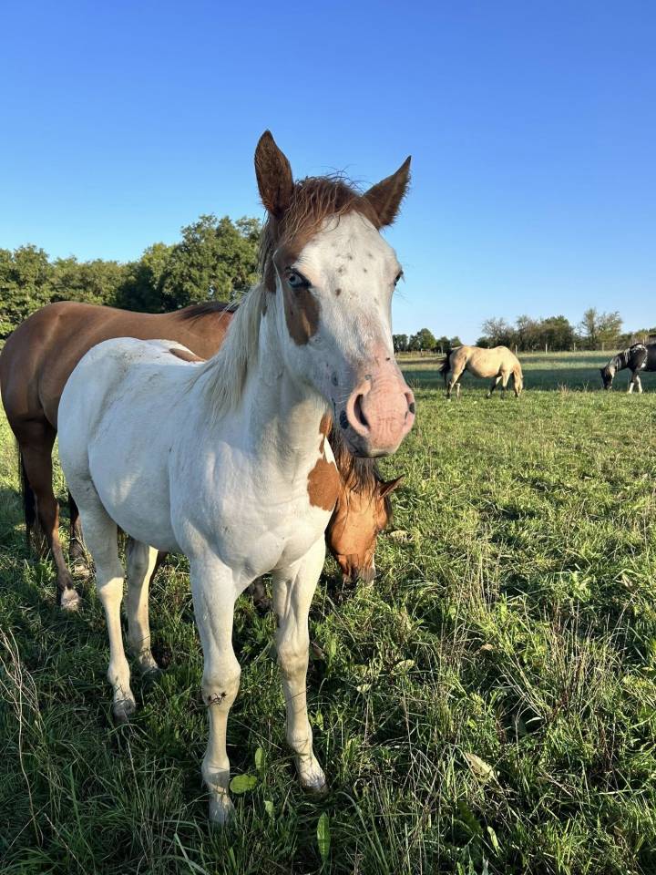 Puledra Paint Horse In vendita 2025 Tovero ,  Power Double Chex