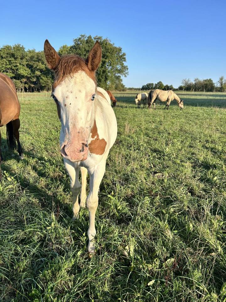 Puledra Paint Horse In vendita 2025 Tovero ,  Power Double Chex