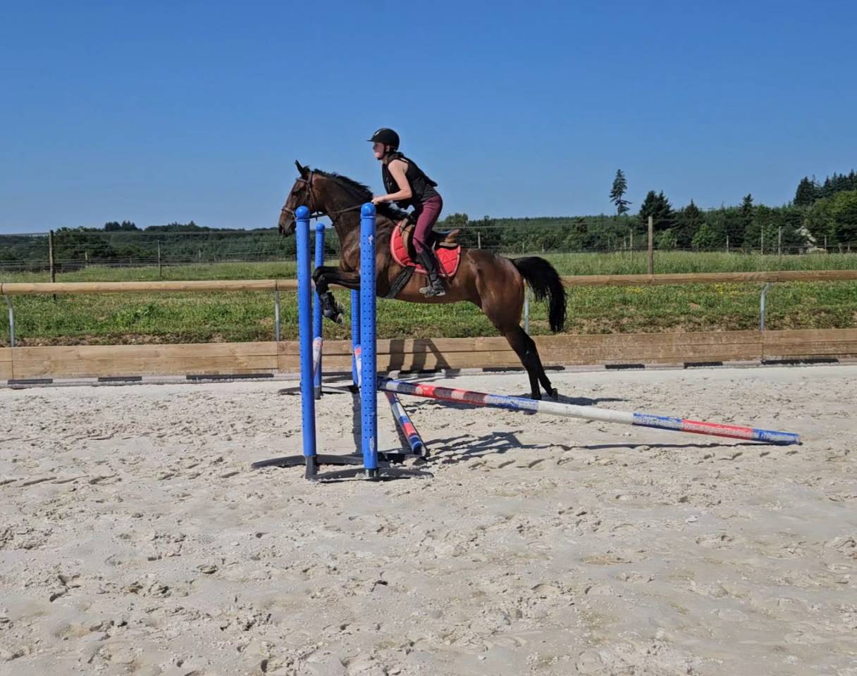 Fattrice Purosangue In vendita 2021 Baio