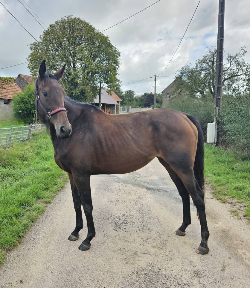 Fattrice Purosangue In vendita 2021 Baio