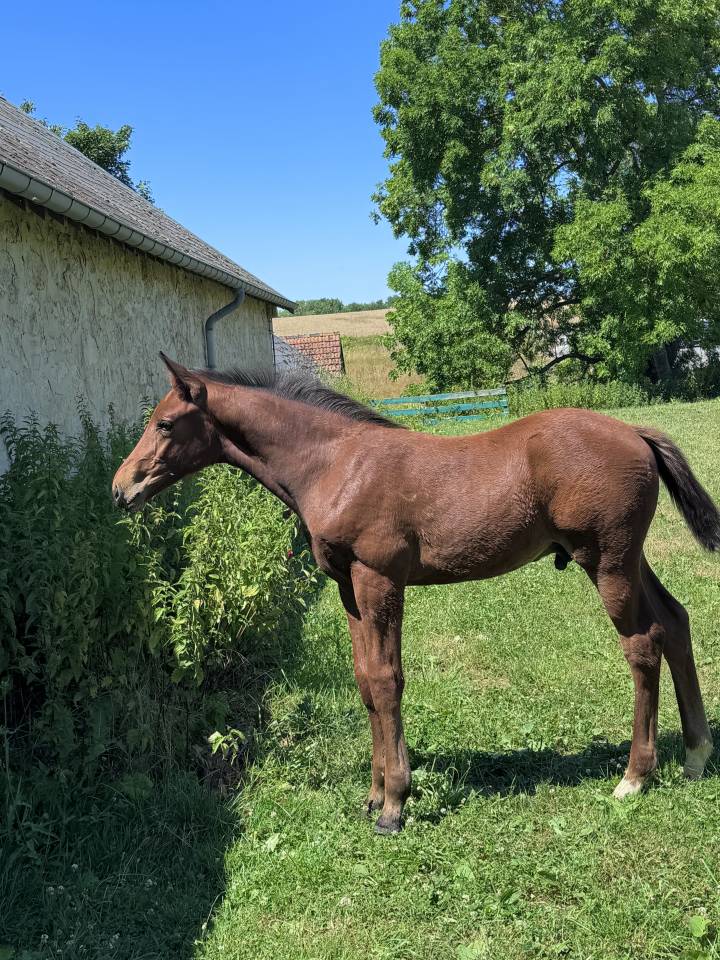 Puledro Sella Francese In vendita 2025 Baio scuro