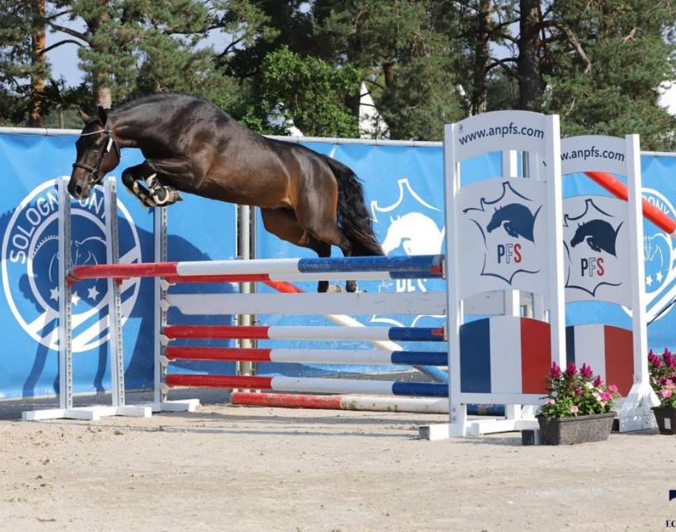 Puledra New Forest In vendita 2025 Pezzato