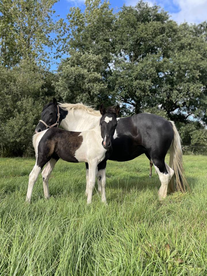 Puledra New Forest In vendita 2025 Pezzato