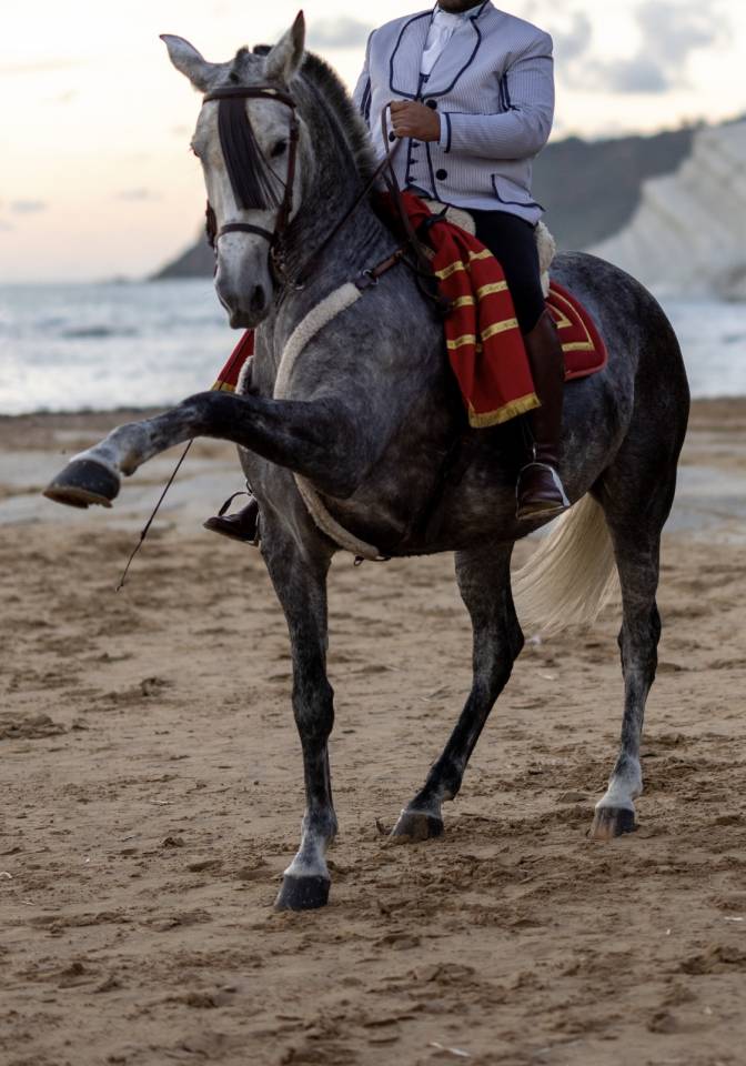 Cavalla Andalusa PRE in Alta Scuola