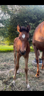 Puledra Sella Francese In vendita 2025 Baio