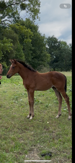 Puledra Sella Francese In vendita 2025 Baio