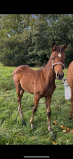 Puledra Sella Francese In vendita 2025 Baio