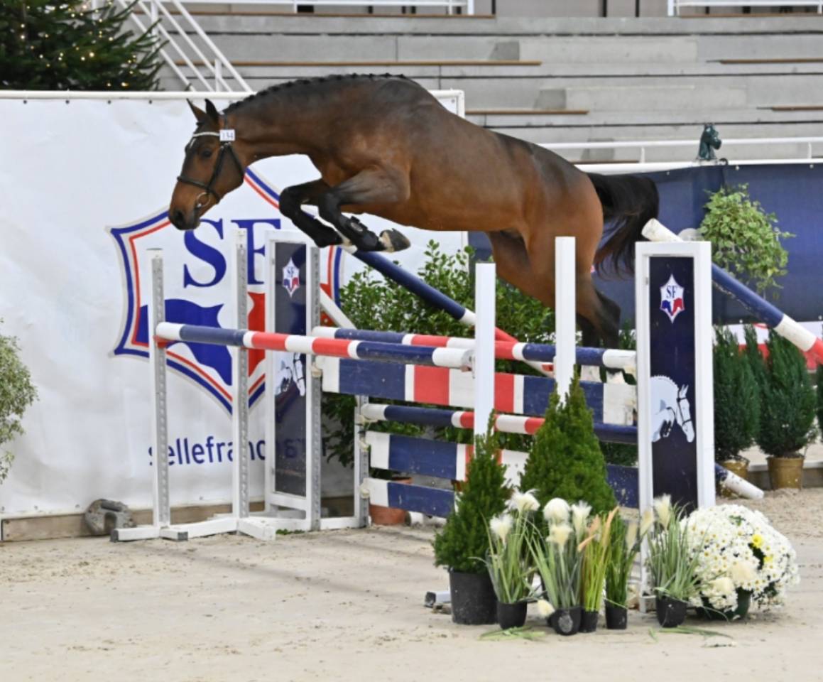 Puledra Sella Francese In vendita 2025 Baio