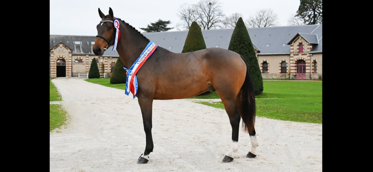 Puledra Sella Francese In vendita 2025 Baio