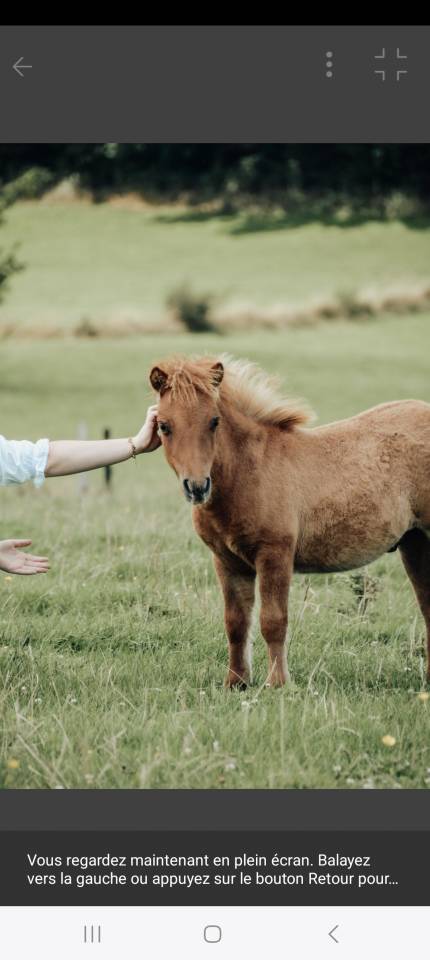 Puledro Shetland In vendita 2025 Sauro ,  waston stjernens