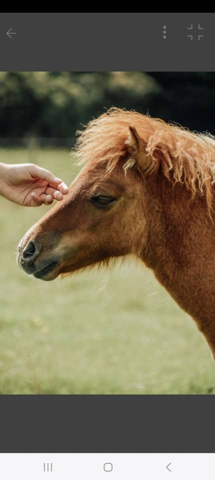 Puledro Shetland In vendita 2025 Sauro ,  waston stjernens