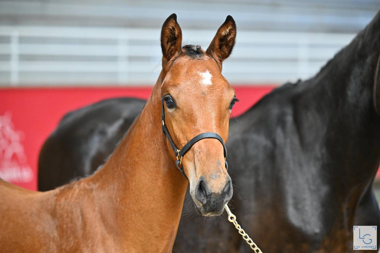 Puledro Sella Francese In vendita 2025 Baio