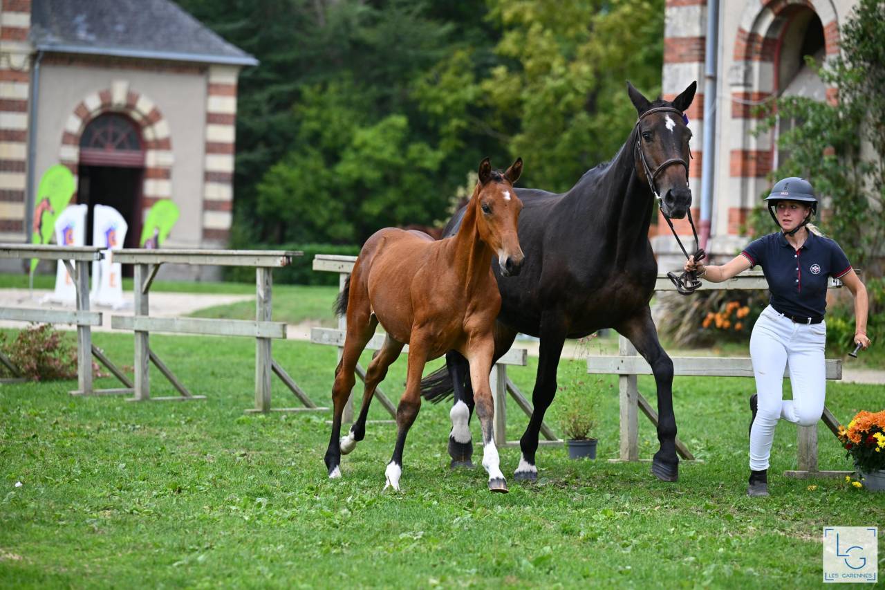 Puledro Sella Francese In vendita 2025 Baio