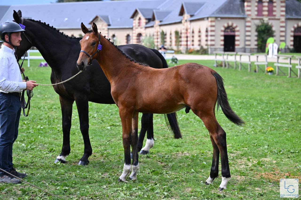 Puledro Sella Francese In vendita 2025 Baio
