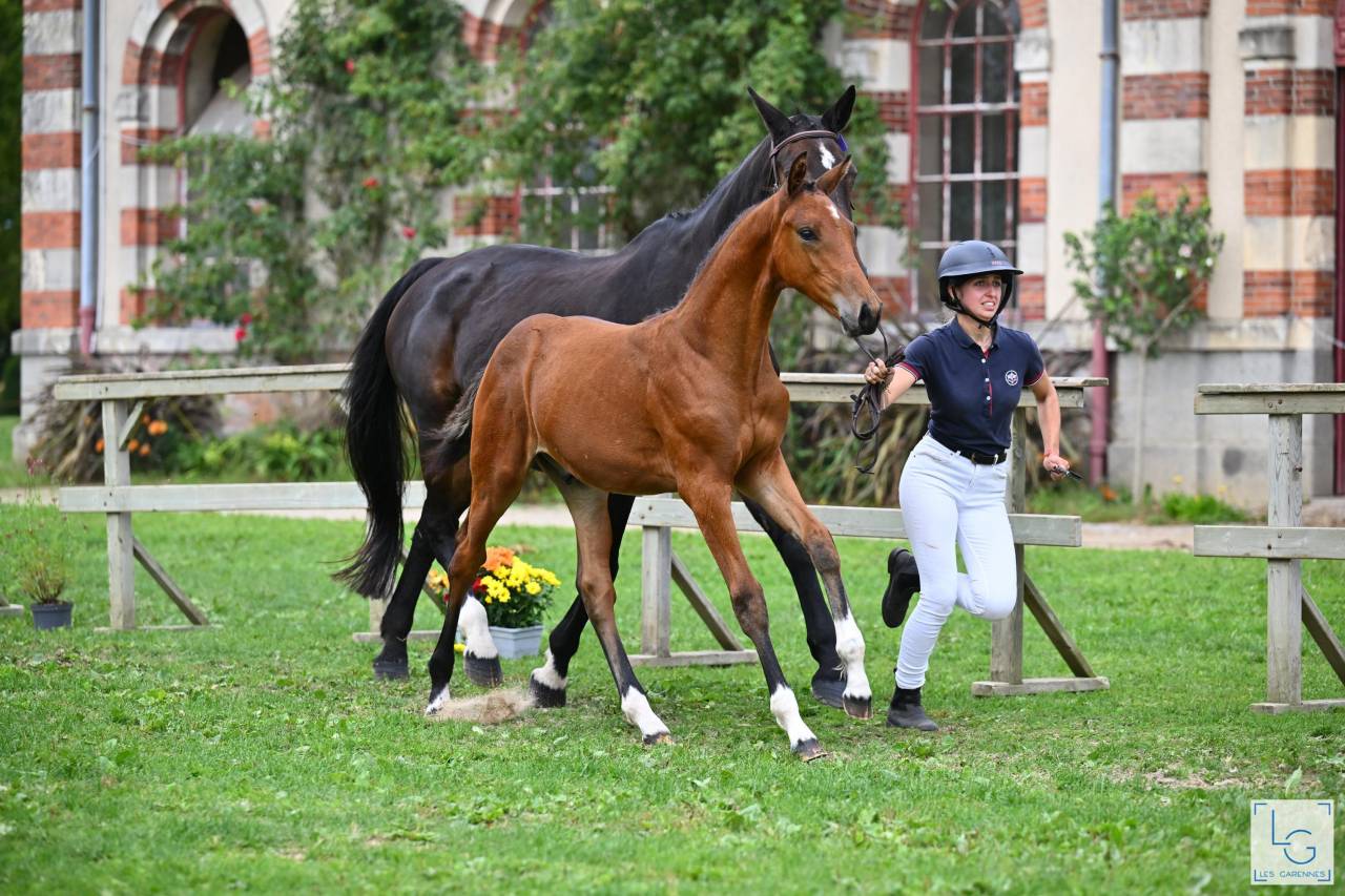 Puledro Sella Francese In vendita 2025 Baio