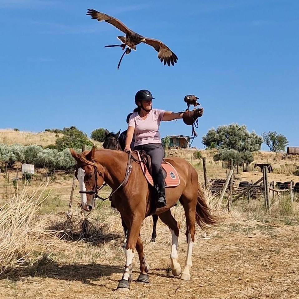 Castrone Sella Francese In vendita 2015 Sauro ,  KLOTAIRE DU MOULIN