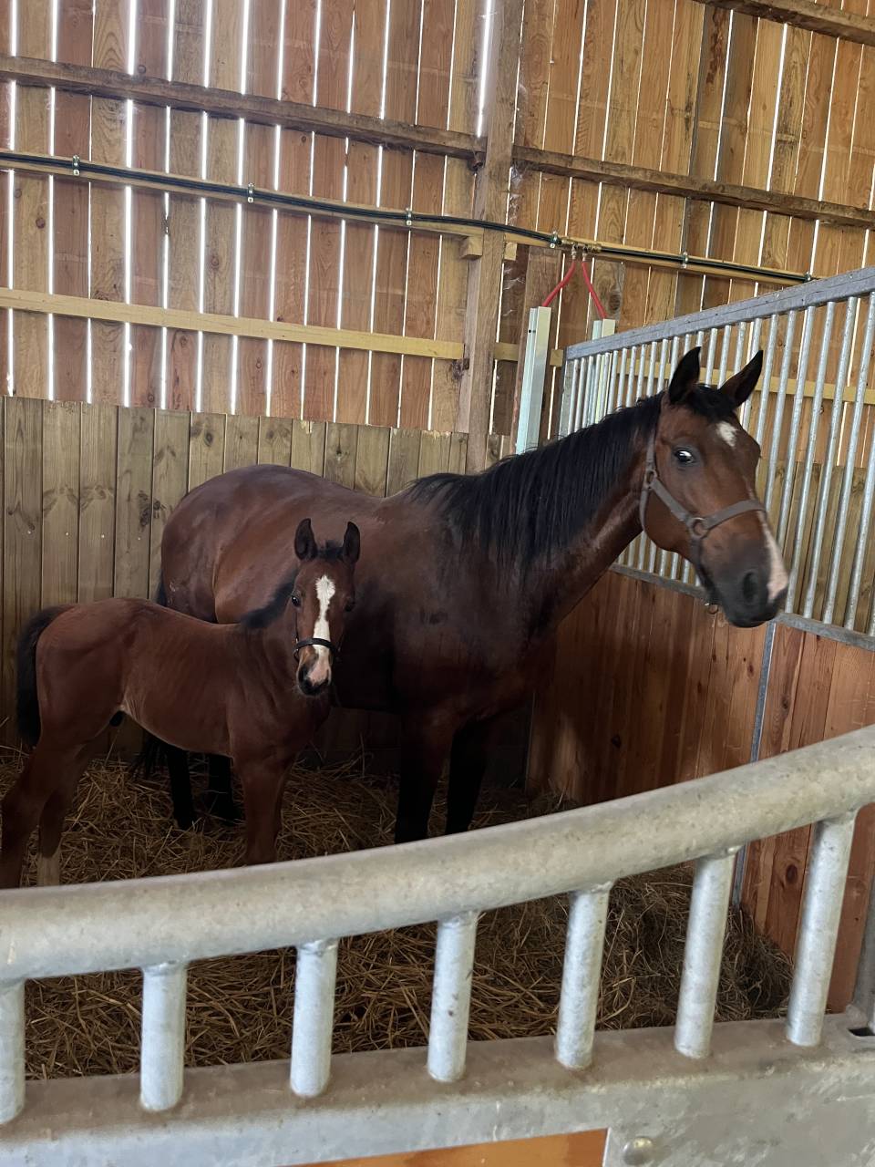 Puledro Sella Francese In vendita 2025 Baio