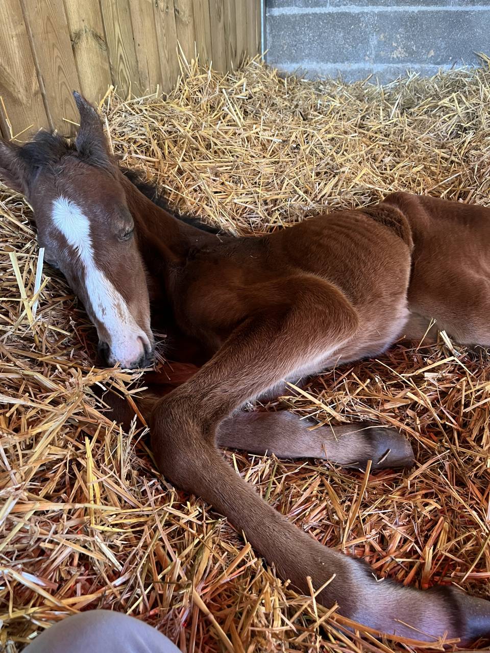 Puledro Sella Francese In vendita 2025 Baio