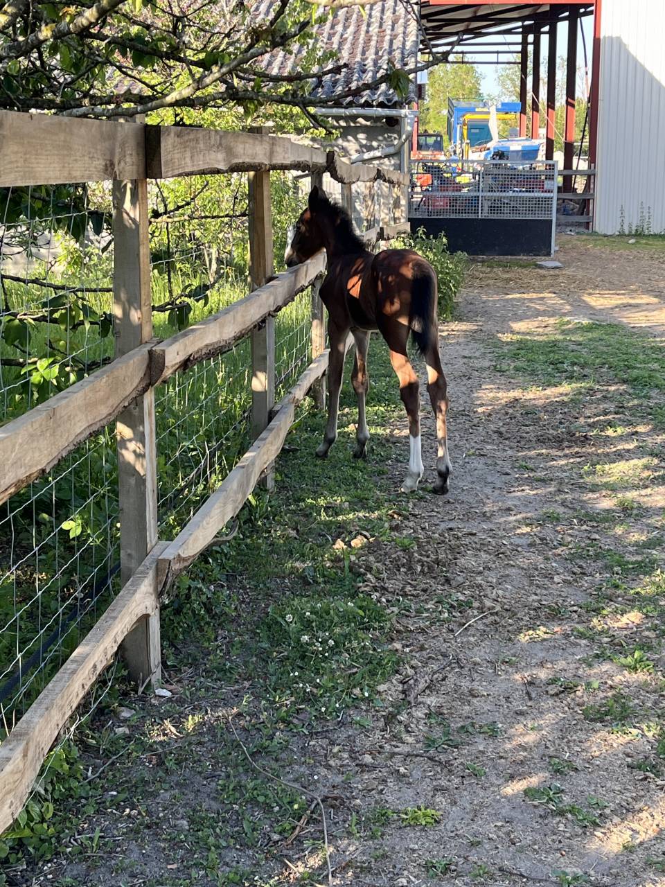 Puledro Sella Francese In vendita 2025 Baio