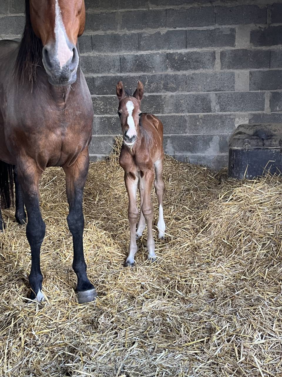 Puledro Sella Francese In vendita 2025 Baio