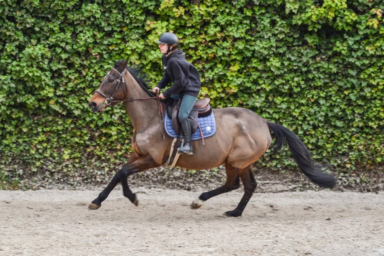 Cavalla Trottatore Francese In vendita 2011 Baio