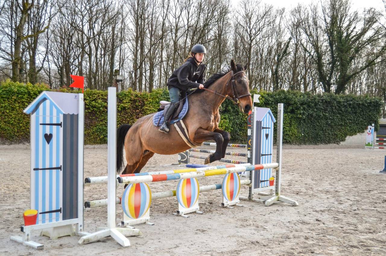 Cavalla Trottatore Francese In vendita 2011 Baio