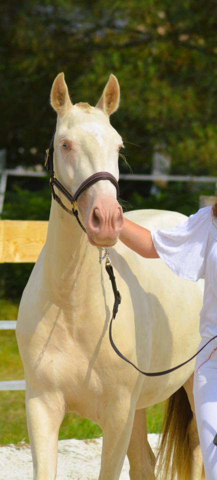 Puledra Lusitano In vendita 2022 Crema ,  ESPIRITO DA MATA